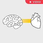 Visualizations – the brain follows the heart
